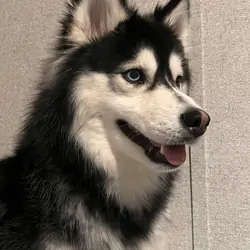 Husky Malamute MIX