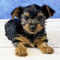 I'm Rory! I'm an 9-week-old female Yorkie puppy