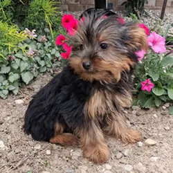 I'm Marissa! I'm a 16-week-old female Yorkie pupp