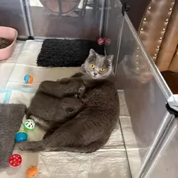 Pedigree British Shorthair Kittens