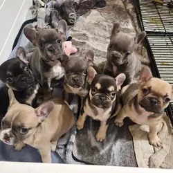Frenchie puppies