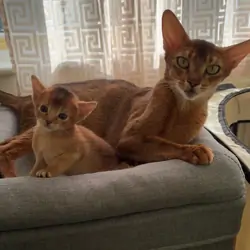 TICA 5* pedigree Abyssinian Kittens