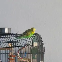 Rescued Parakeet "Pedro" w/ supplies & cage