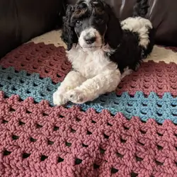 AKC standard poodle puppies