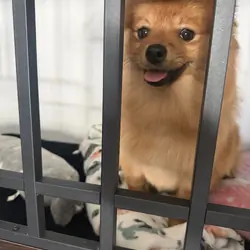 Full breed fox face Pomeranian