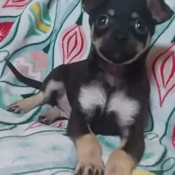 Toy Chihuahua puppys