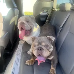 Young English Bulldogs