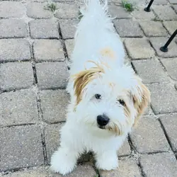 Miniature Poodle