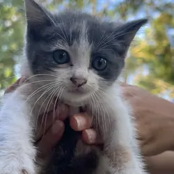 I a domestic shorthair cat