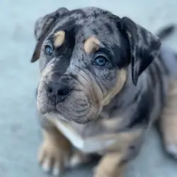 Xl Bully Puppies