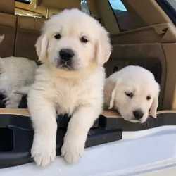 Golden retriever puppies