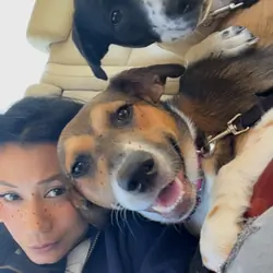 7 month young Aussie Shepard mix Puppies