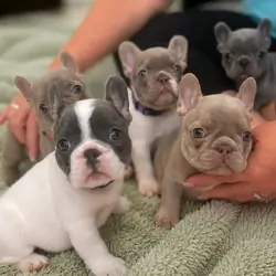French Bulldogs puppy