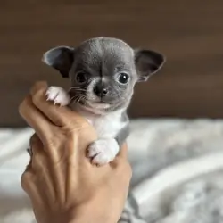 Sweet Chihuahua  puppy