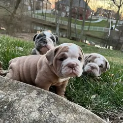 English Bulldog Puppies