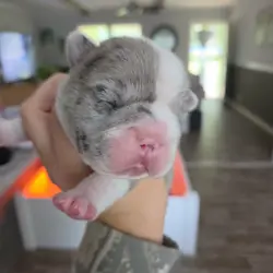 French bulldog