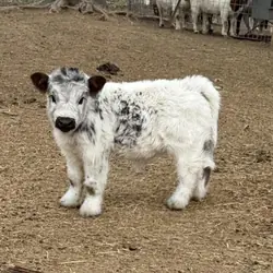 mini highland cow for sale