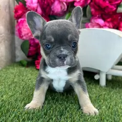 French bulldog