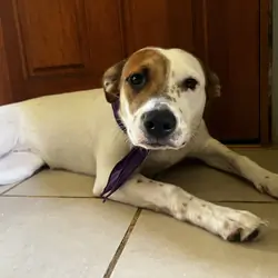 7 months young Aussie Shepard - Dalmatian mix