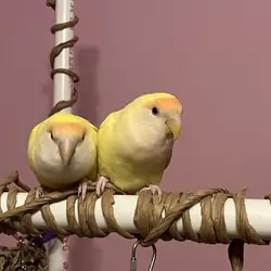 Peach Faced Lovebirds (Bonded pair)