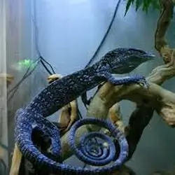 Blue Tree Monitors Available for sale