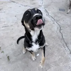 2 year old male