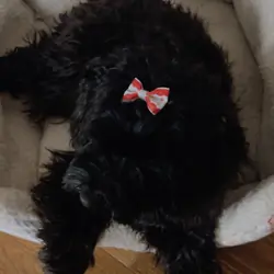 Yorkie poo