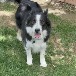 Rehome Border Collie