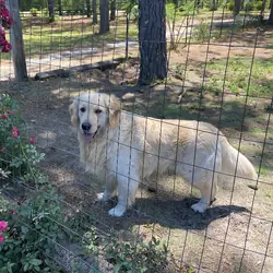 English Cream Golden Retriever AKC Registered