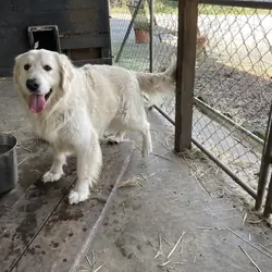 English Cream Golden Retriever Male