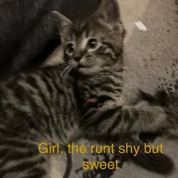 Baby kittens free to good home