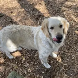 Female English Cream Golden Retriever