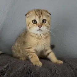 Scottish Fold - Henry
