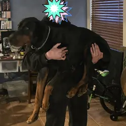 1year old akc male supersized doberman