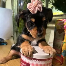 Yorkie female toy