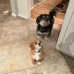 Cavapoo