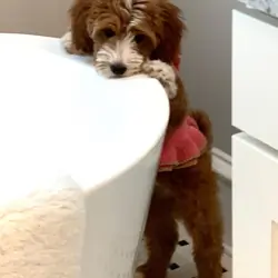 Female Golden Doodle (ANN)