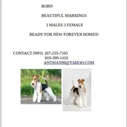 REG. WIRE HAIR FOX TERRIERS