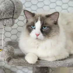Ragdoll TICA registered male