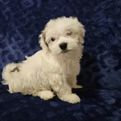 Male Havanese puppy