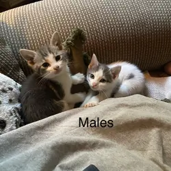 Foster Kittens