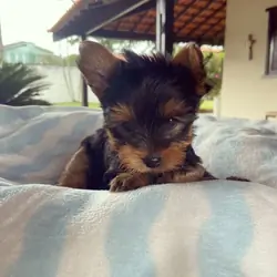 Yorkie puppies available