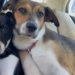 7 months young mixed Aussie Shepard - Dalmation