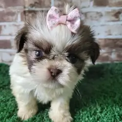 Shih Tzu Puppy