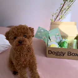 Meet Soso, Adorable Poodle girl