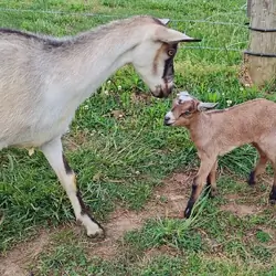 ADGA Alpine doe/ doeling pair