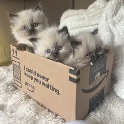 CFA HIMAYAN KITTENS FOR SALE