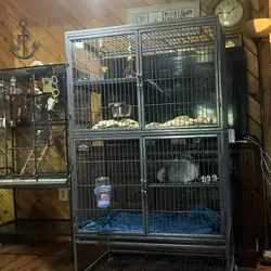 Chinchilla