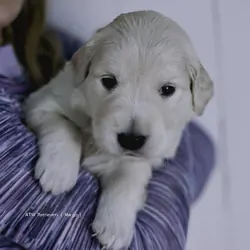 AKC Golden Retriever Puppies