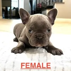 French Bulldogs